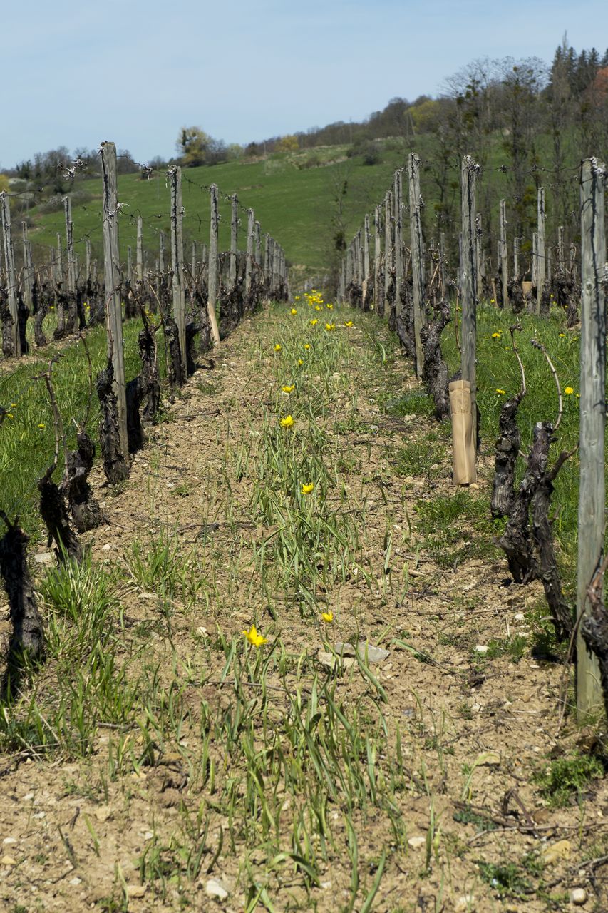 Flore Tulipe de vigne Tul_0492